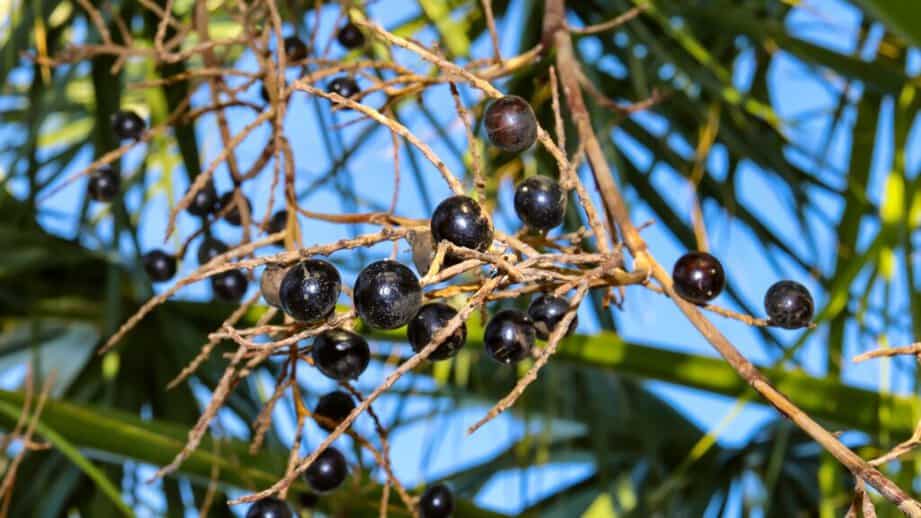saw palmetto berries on a tree