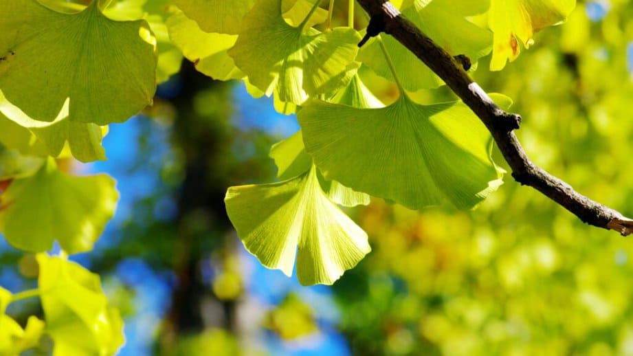ginko biloba tea