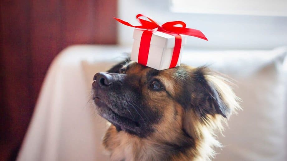 dog with a gift box on top of head