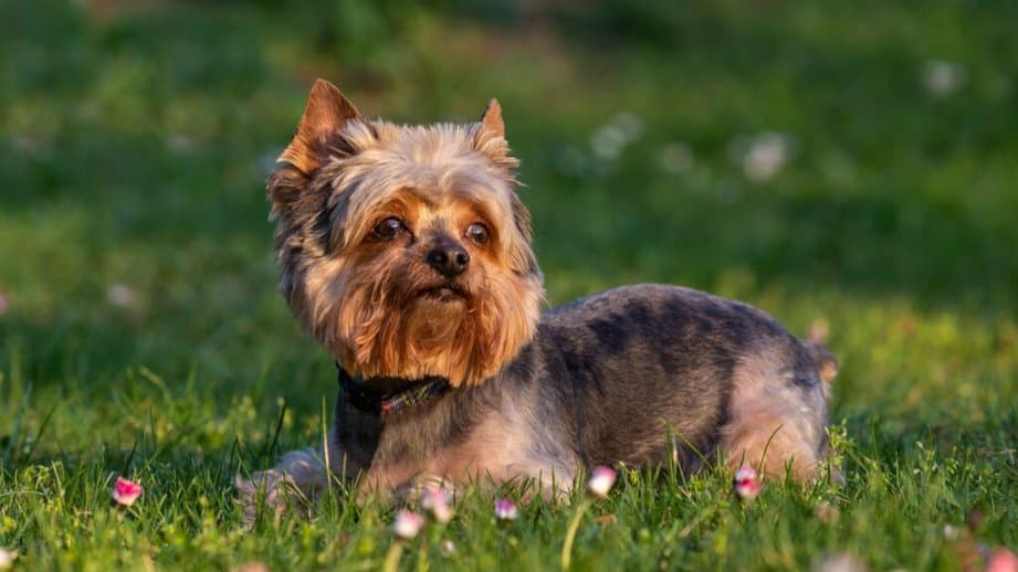Yorkshire Terrier outside in the grass