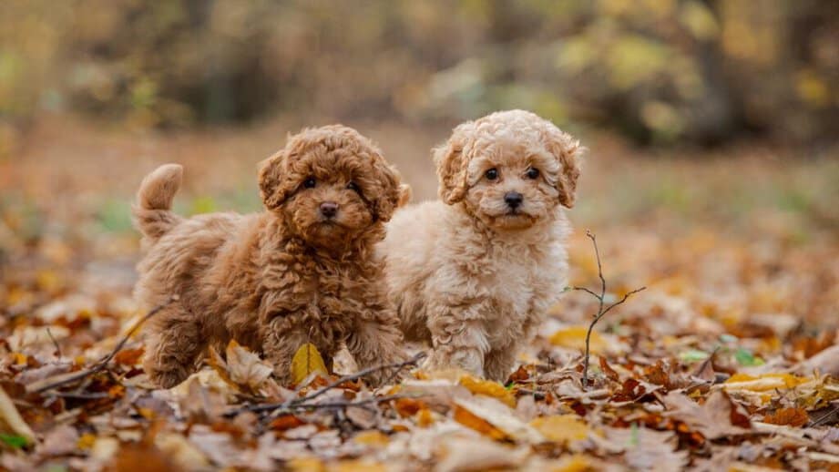 Miniature Poodles standing in leaves