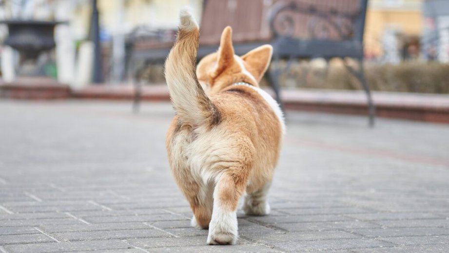 dog walking away wagging tail