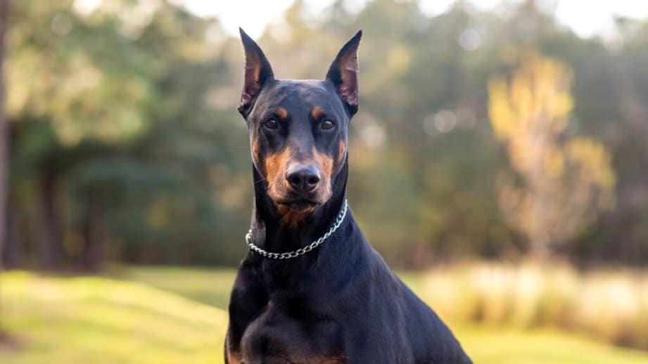 Doberman Pinscher with ears up