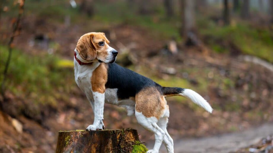 Beagle outside in woods