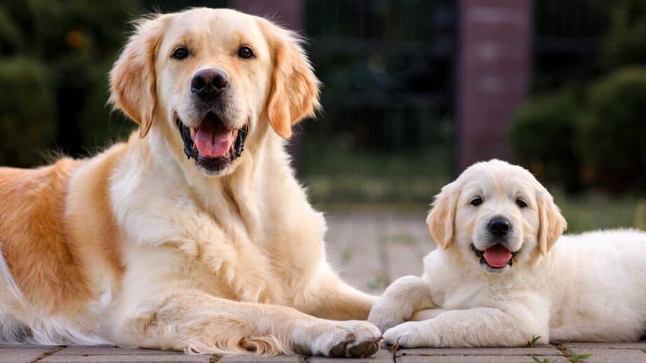 Golden Retriever Adult and Puppy