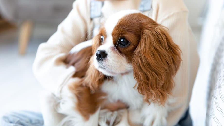 Kid holding Cavalier Spaniel