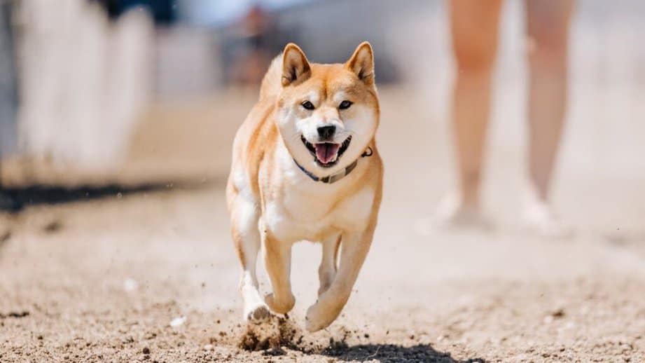 Shiba Inu running