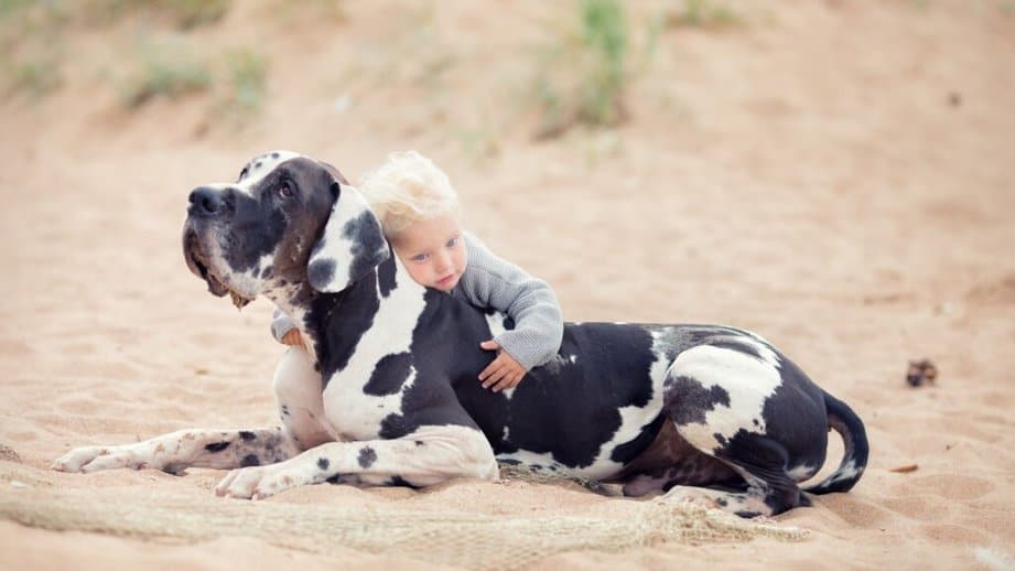 Great Dane on a beach with a child