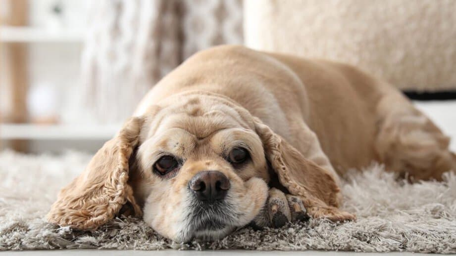 Cocker Spaniel laying down