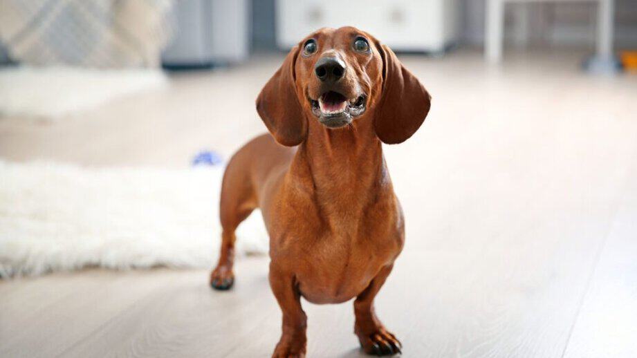 Brown Dachshund looking up