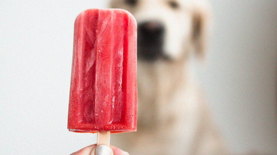 popsicle in front of a dog