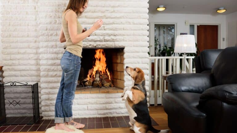 14 Impressive Tricks You Can Easily Teach Your Dog