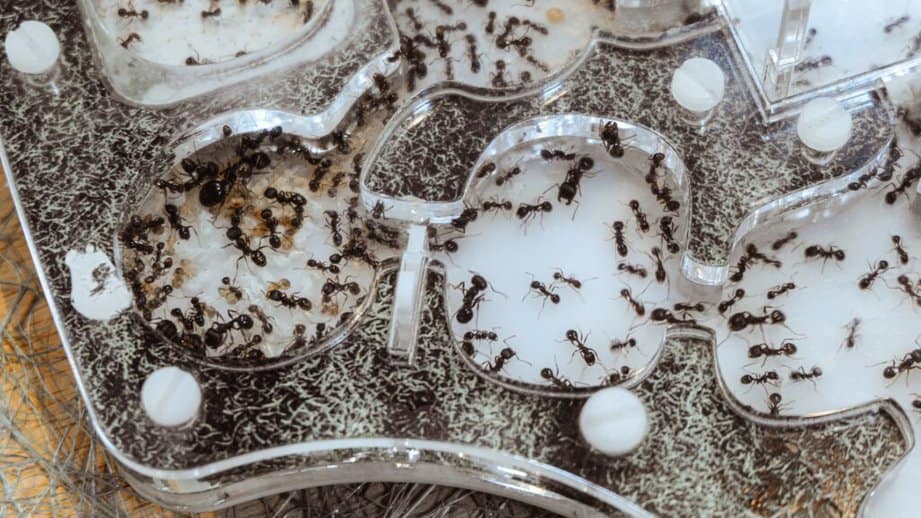 ants in an ant farm on a table