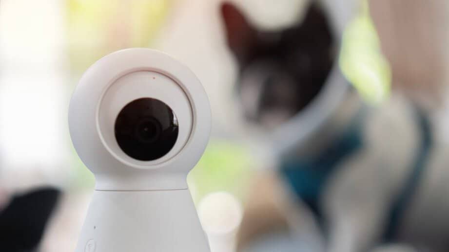 pet camera with dog in the background