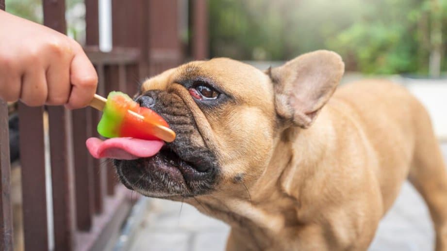 dog eating a popsicle outside