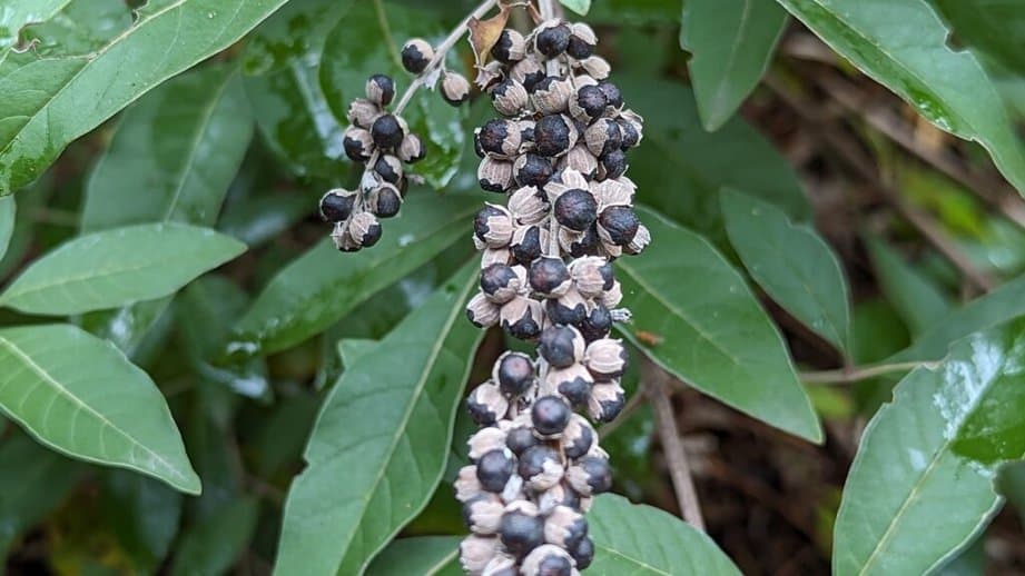 chasteberry on the vine