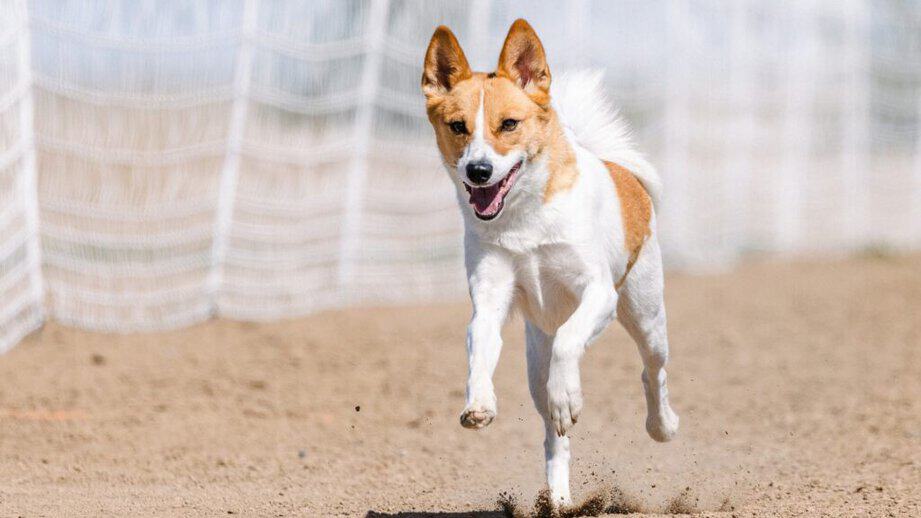 Norrbottenspets dog running in the dirt