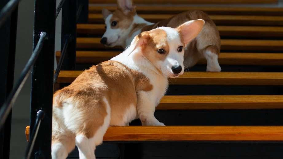 corgi dog on wood stairs