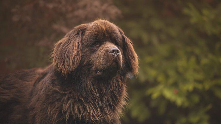 Newfoundland dog outside in the woods