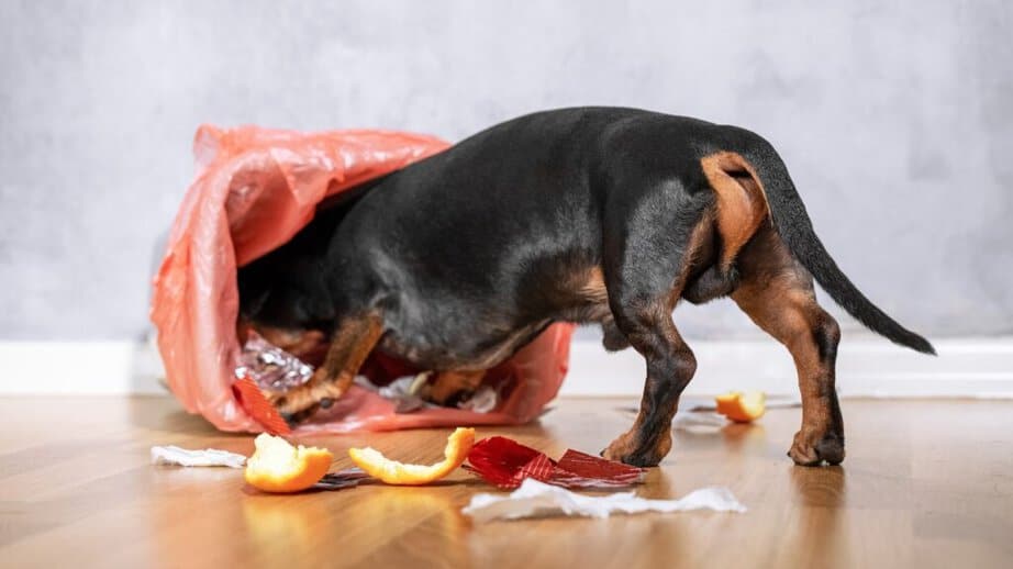 dog going into the garbage can