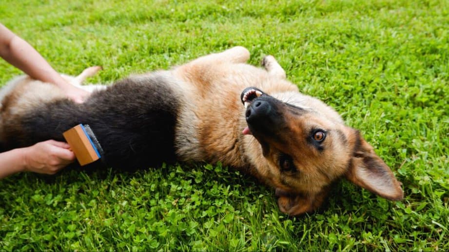 dog getting brushed outside in the grass