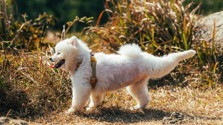 dog kicking after going to the bathroom