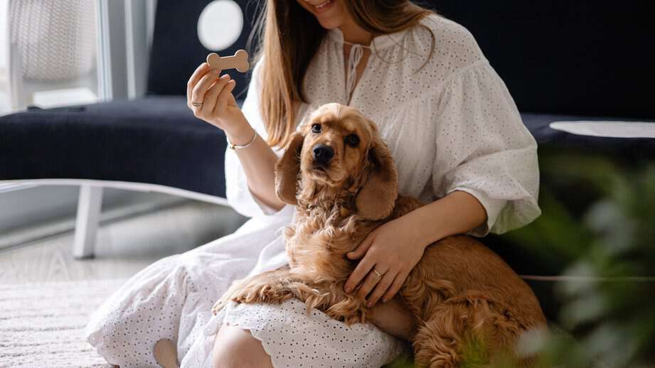 woman giving a bone to a cocker spaniel