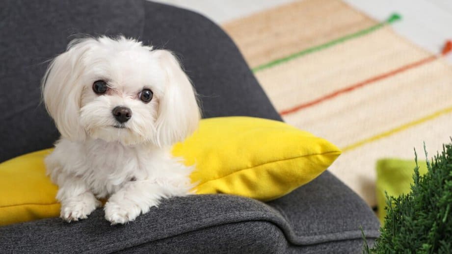 Maltese dog on a couch
